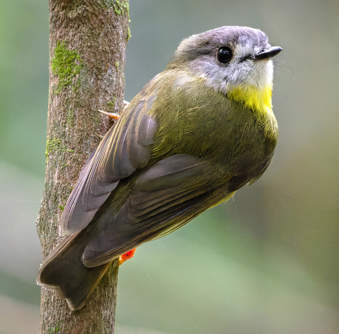 image Pale-yellow Robin